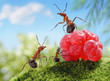 sweets are unhealthy for children!  ant tales