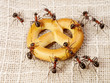 Foto: ants solving problem of cake transportation, teamwork ants solving problem of cake transportation, teamwork