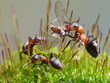 Foto: ants eat fly ants eat fly