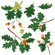 Vector: Oak branches with leaves and acorns Oak branches with leaves and acorns