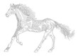 Horse of the stars