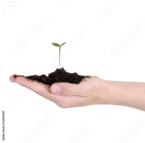 Photo: Junge Pflanze auf Hand Junge Pflanze auf Hand