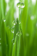 Foto: Wheat's Seedling Wheat's Seedling