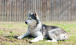 Husky dog on the grass