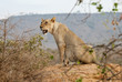 Löwen in Tsavo Nationalpark Kenya