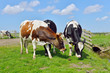 catlle of cows grazing in meadow
