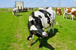 cow acting weird after livestock transport to meadow