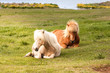 horses iceland
