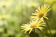 yellow flower background