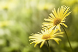 yellow flower background