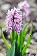Photo: Purple hyacinth in a garden Purple hyacinth in a garden