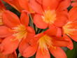 flowers of the kaffir lilly, lily