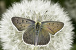 Photo: Lycaena tityrus / The Sooty Copper butterfly Lycaena tityrus / The Sooty Copper butterfly