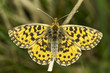 Photo: Boloria dia / The Weaver's Fritillary or Violet Fritillary Boloria dia / The Weaver's Fritillary or Violet Fritillary