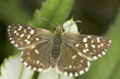 Photo: Pyrgus malvae / Grizzled Skipper butterfly Pyrgus malvae / Grizzled Skipper butterfly