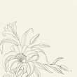 Lily flower isolated over white.