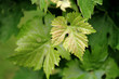 vine leaf