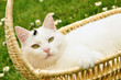 Weiße Katze im Henkelkorb