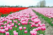 tulip field on agricultural land