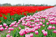 tulip field on agricultural land