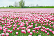 tulip field on agricultural land