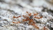 1920x1080 hidef, hdv - Red ants hunt together
