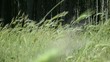 Spiazzo nel Bosco