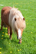 Pferd