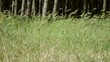 Ingresso bosco
