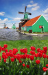 Windmills against red tulips in Netherlands, Zaanse Schans