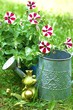 Petunien im Garten