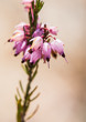 Spring Heather