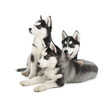 Siberian Husky Puppy