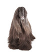 Afghan Hound