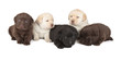 Five Labrador Retriever Puppies