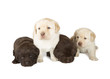 Five Labrador Retriever Puppies