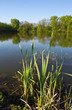 green cane near pond