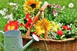 Foto: Blumen- Körbchen- Garten Blumen- Körbchen- Garten