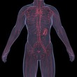 X-Ray picture of a person. Sore digestion