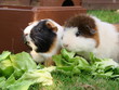 Meerschweinchen futtern Salat