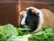 Meerschweinchen futtern Salat