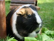 Meerschweinchen futtern Salat