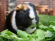 Meerschweinchen futtern Salat