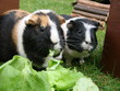 Meerschweinchen futtern Salat