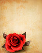 Vektor: Big red rose on old paper background. Vector. Big red rose on old paper background. Vector.