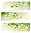 Three banners with blossoming tree branches. Vector illustration