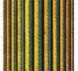 Saguaro Cactus