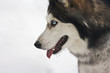 Beautiful Siberian husky