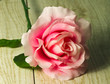 Pink mother's day rose