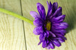 Purple mother's day flower